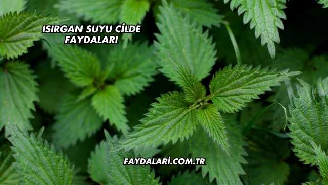 Isırgan Suyu Cilde Faydaları