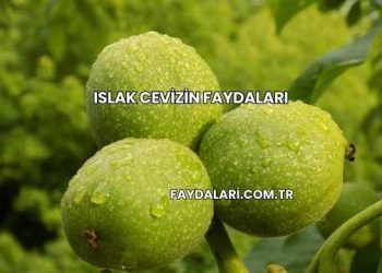 Islak Cevizin Faydaları