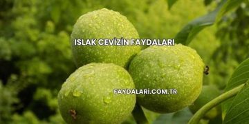 Islak Cevizin Faydaları