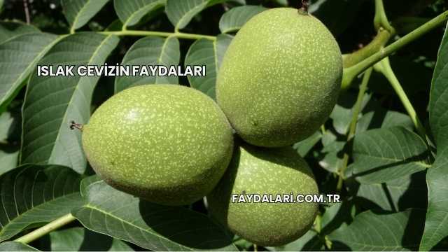 Islak Cevizin Faydaları