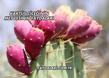 Kaktüs Çiçeğinin Meyvesinin Faydaları