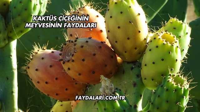 Kaktüs Çiçeğinin Meyvesinin Faydaları