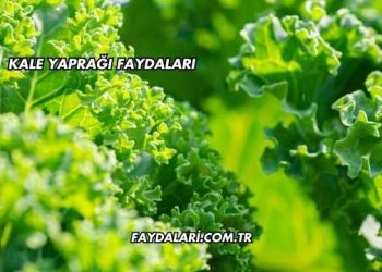 Kale Yaprağı Faydaları