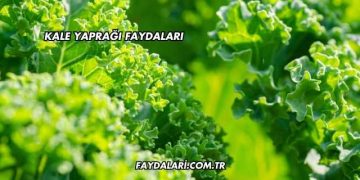 Kale Yaprağı Faydaları
