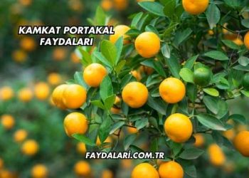 Kamkat Portakal Faydaları