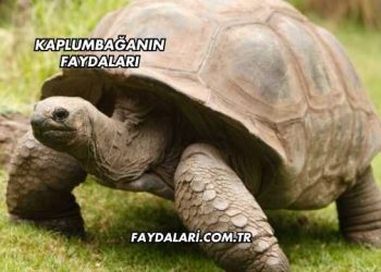 Kaplumbağanın Faydaları