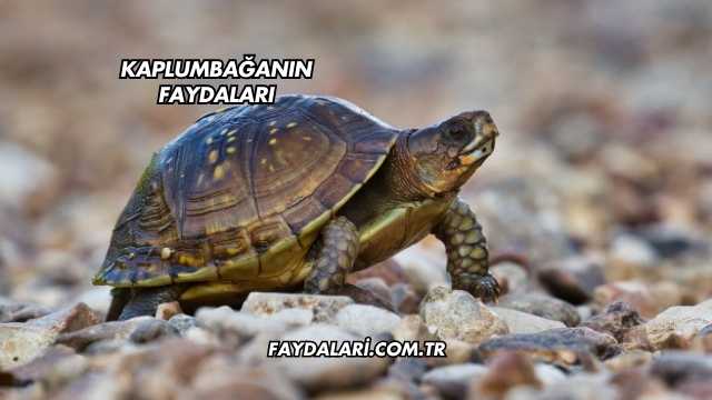 Kaplumbağanın Faydaları