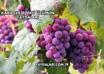 Kara Çekirdekli Üzümün Faydaları