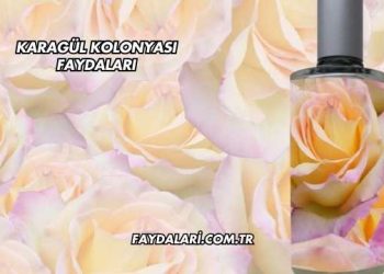 Karagül Kolonyası Faydaları