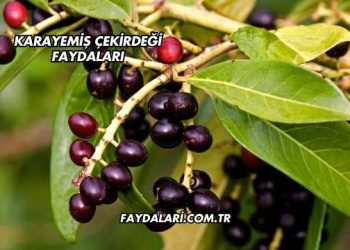 Karayemiş Çekirdeği Faydaları