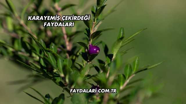Karayemiş Çekirdeği Faydaları