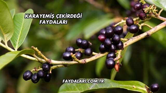 Karayemiş Çekirdeği Faydaları