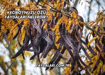 Keçiboynuzu Özü Faydaları Nelerdir?