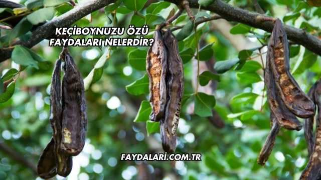 Keçiboynuzu Özü Faydaları Nelerdir?