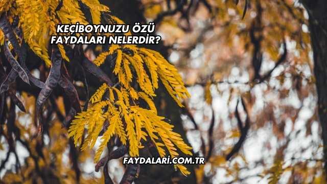 Keçiboynuzu Özü Faydaları Nelerdir?