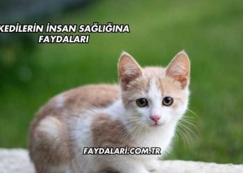 Kedilerin İnsan Sağlığına Faydaları