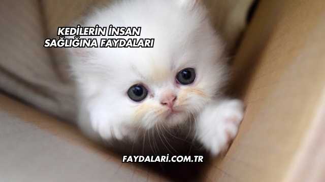 Kedilerin İnsan Sağlığına Faydaları