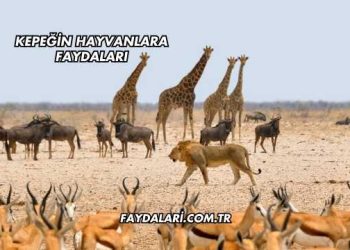 Kepeğin Hayvanlara Faydaları