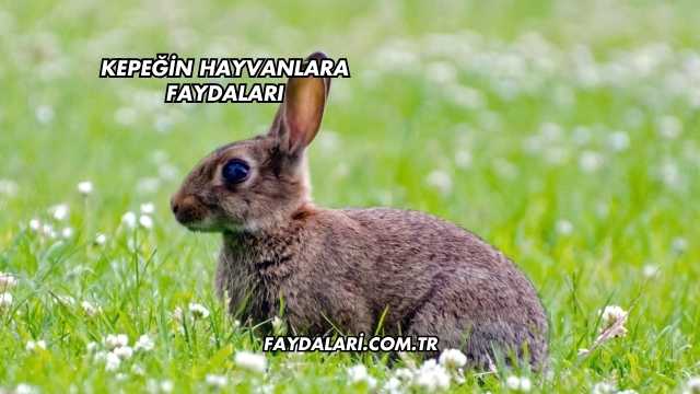 Kepeğin Hayvanlara Faydaları