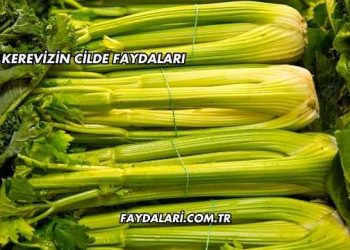 Kerevizin Cilde Faydaları