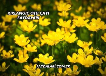 Kırlangıç Otu Çayı Faydaları