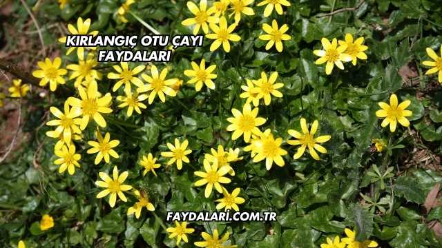 Kırlangıç Otu Çayı Faydaları