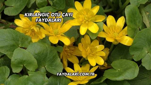 Kırlangıç Otu Çayı Faydaları
