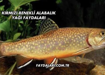 Kırmızı Benekli Alabalık Yağı Faydaları