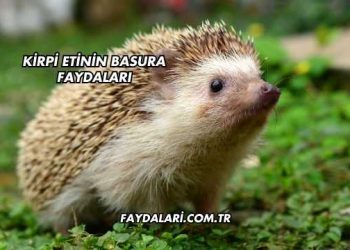 Kirpi Etinin Basura Faydaları