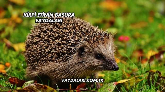Kirpi Etinin Basura Faydaları