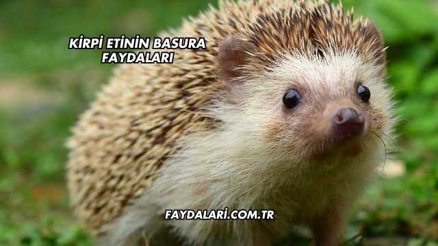 Kirpi Etinin Basura Faydaları