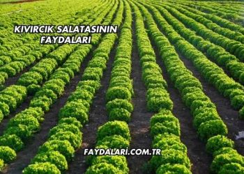 Kıvırcık Salatasının Faydaları