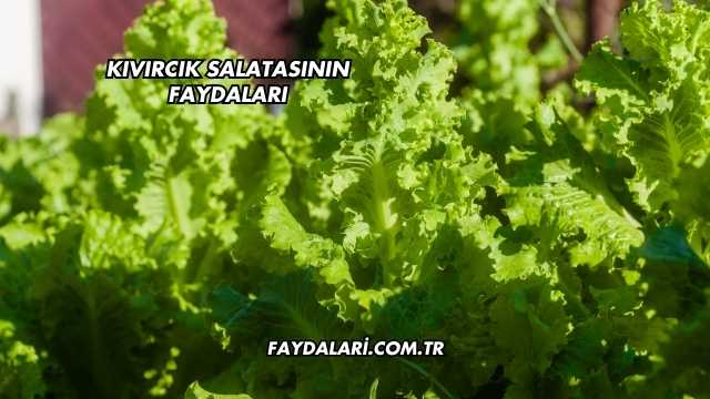 Kıvırcık Salatasının Faydaları