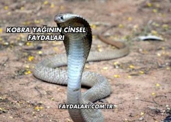 Kobra Yağının Cinsel Faydaları