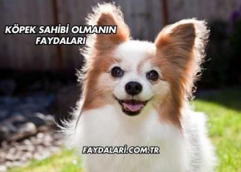 Köpek Sahibi Olmanın Faydaları