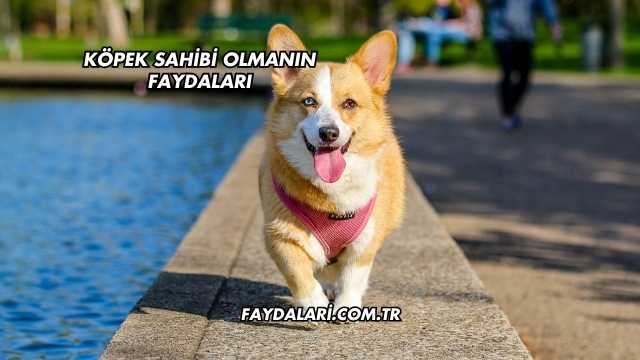Köpek Sahibi Olmanın Faydaları