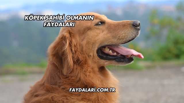 Köpek Sahibi Olmanın Faydaları