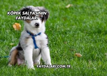 Köpek Salyasının Faydaları
