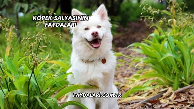 Köpek Salyasının Faydaları