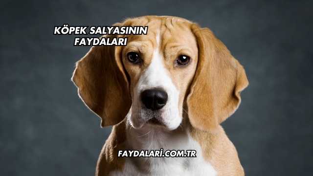 Köpek Salyasının Faydaları