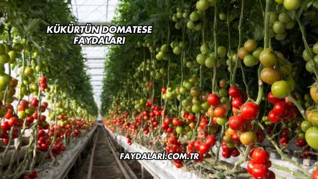 Kükürtün Domatese Faydaları