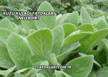 Kuzu Kulağı Faydaları Nelerdir?