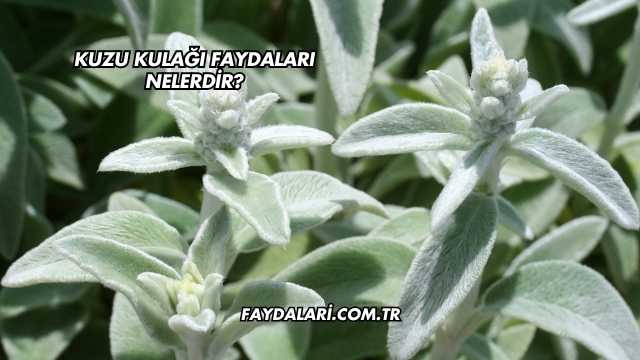 Kuzu Kulağı Faydaları Nelerdir?