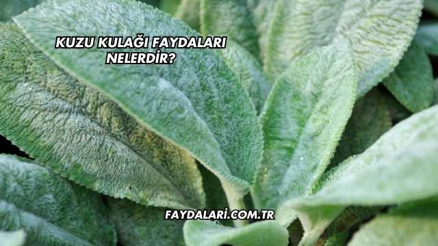 Kuzu Kulağı Faydaları Nelerdir?