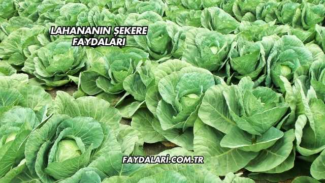 Lahananın Şekere Faydaları