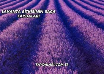 Lavanta Bitkisinin Saça Faydaları