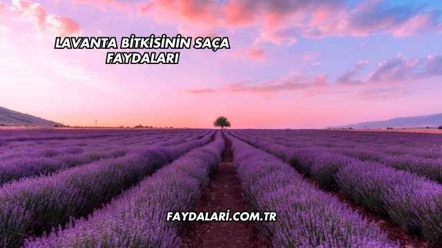 Lavanta Bitkisinin Saça Faydaları