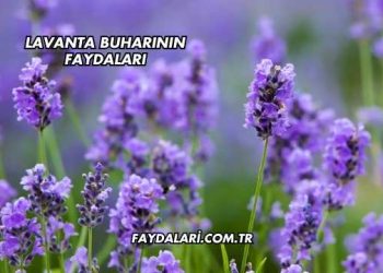 Lavanta Buharının Faydaları