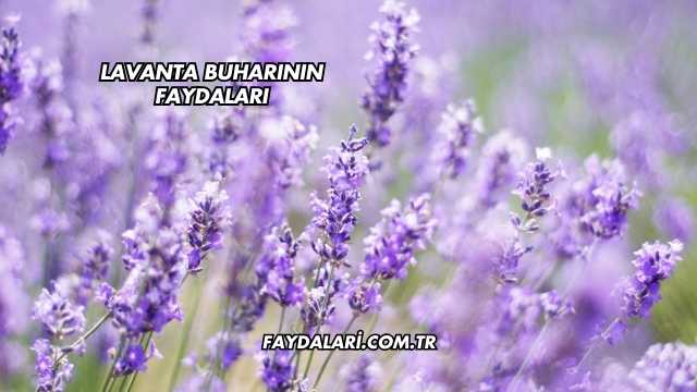 Lavanta Buharının Faydaları