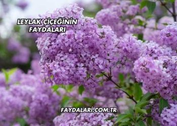 Leylak Çiçeğinin Faydaları